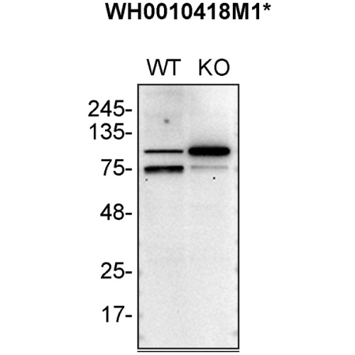 WB Image