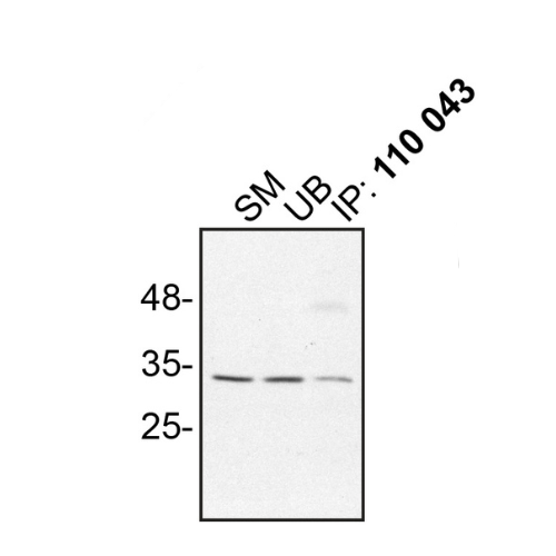 IP Image
