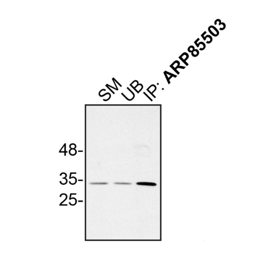 IP Image