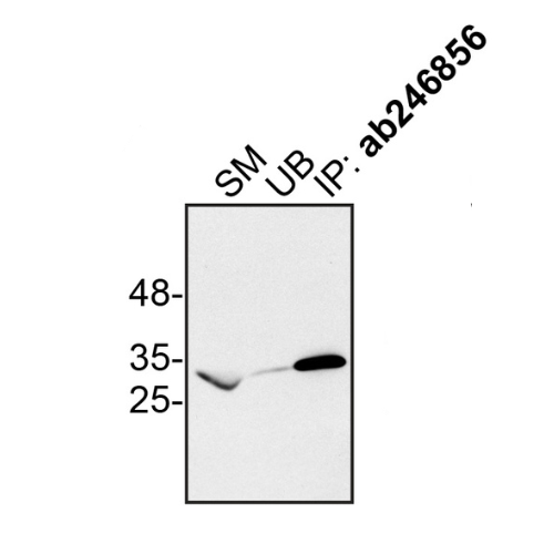 IP Image