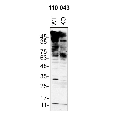 WB Image