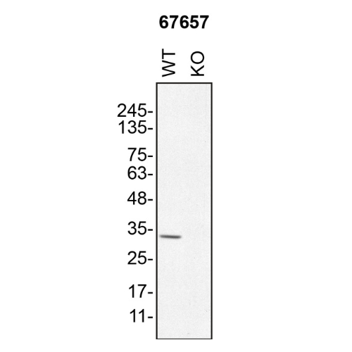 WB Image