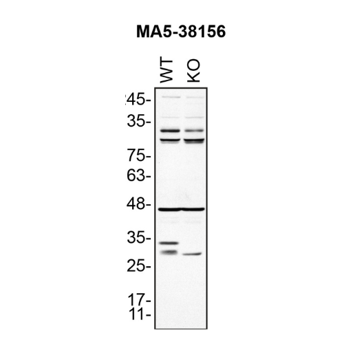 WB Image