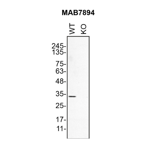 WB Image