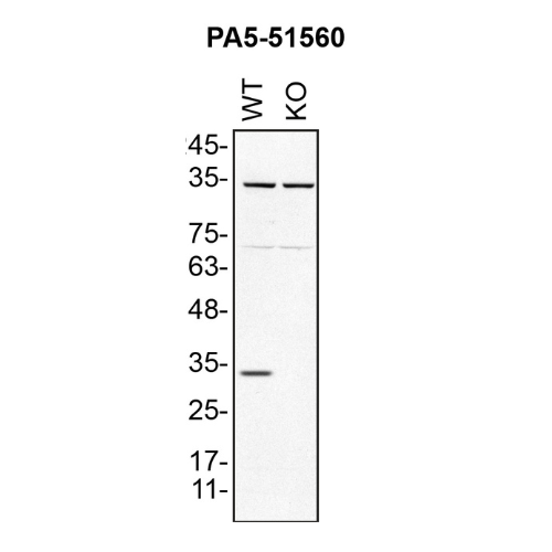 WB Image