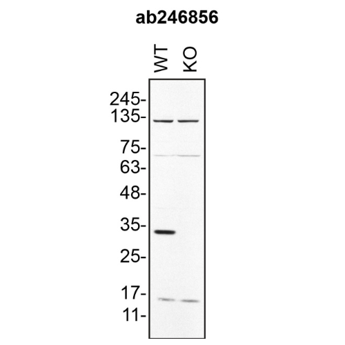 WB Image