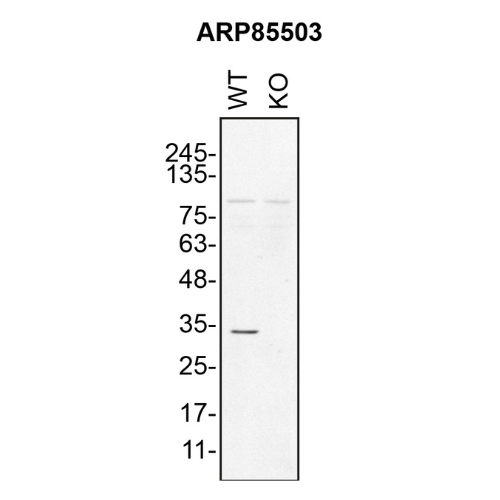 WB Image