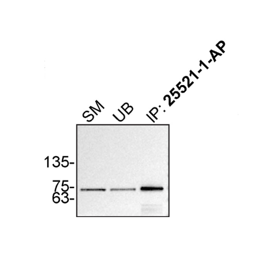 IP Image