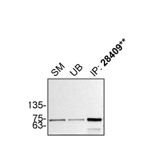 IP Image