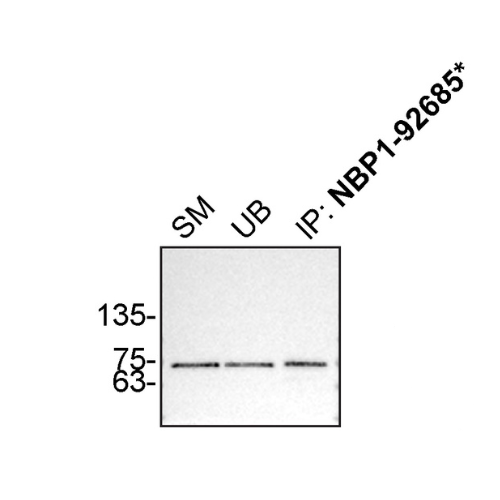 IP Image