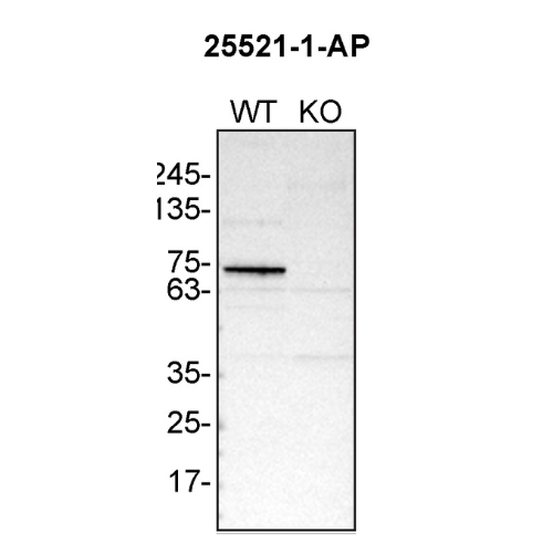WB Image