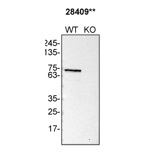 WB Image