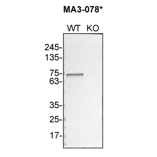 WB Image