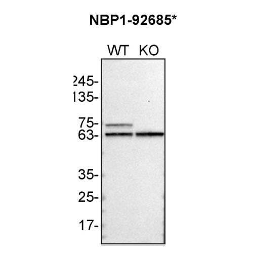 WB Image