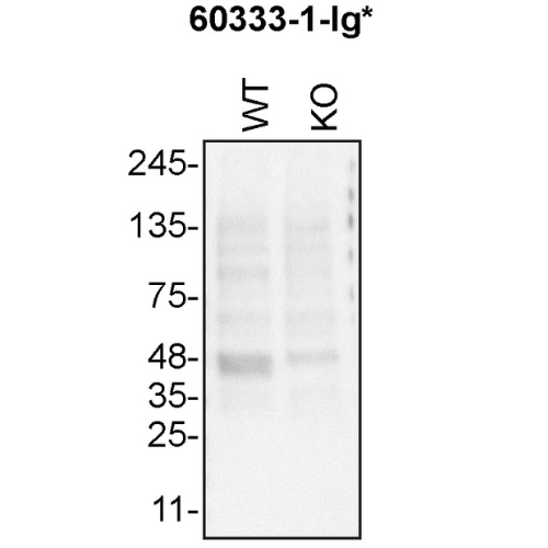 WB Image