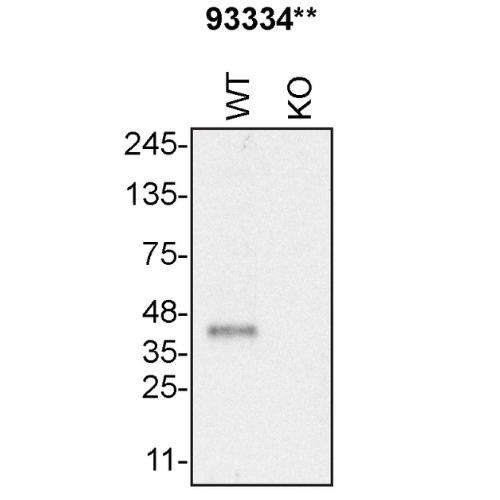 WB Image