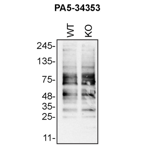 WB Image