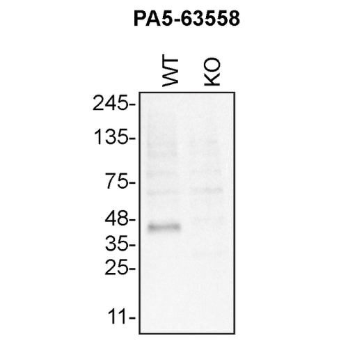 WB Image