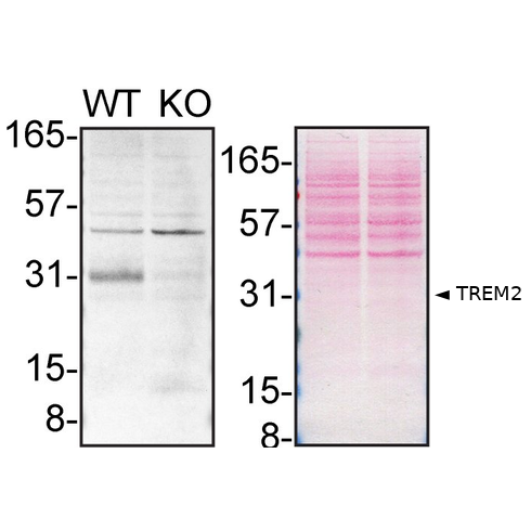 WB Image