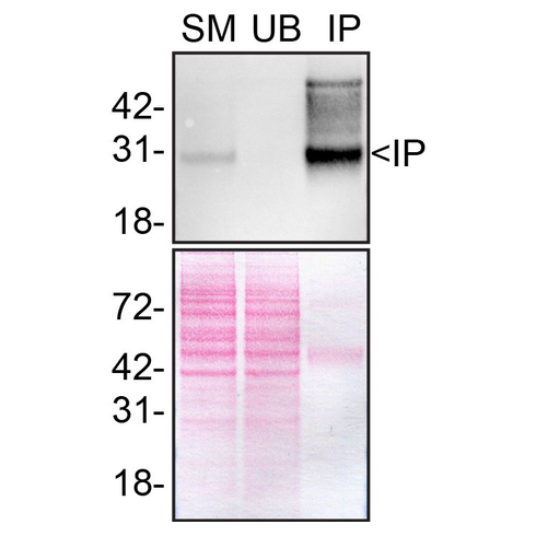 IP Image