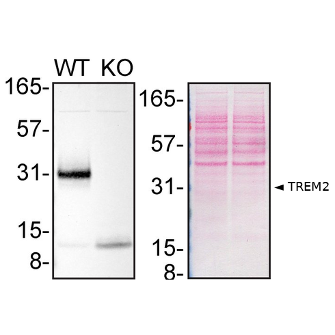 WB Image