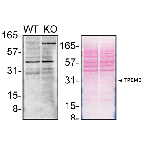 WB Image