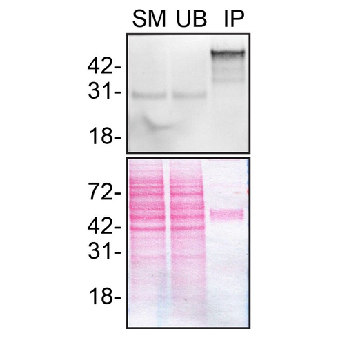 IP Image
