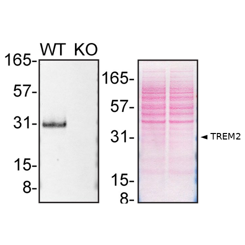 WB Image