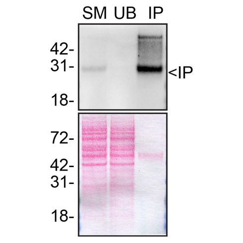 IP Image