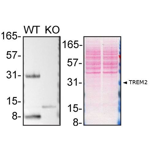 WB Image