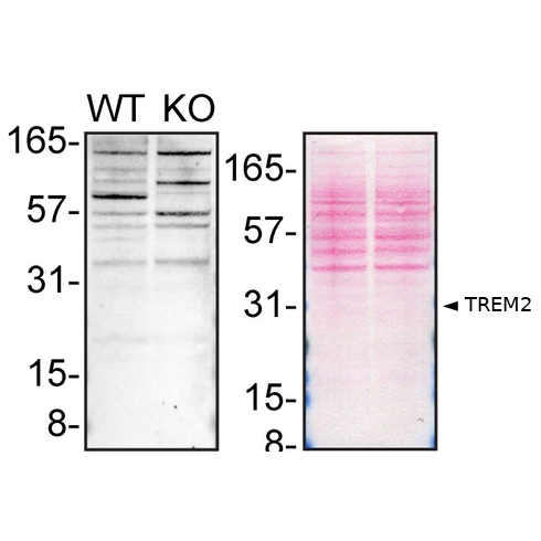 WB Image