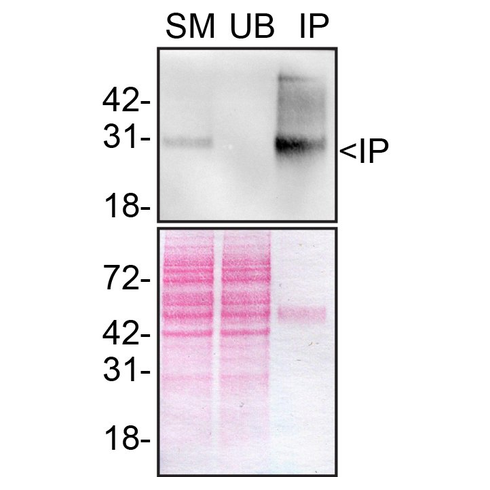 IP Image