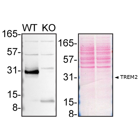 WB Image