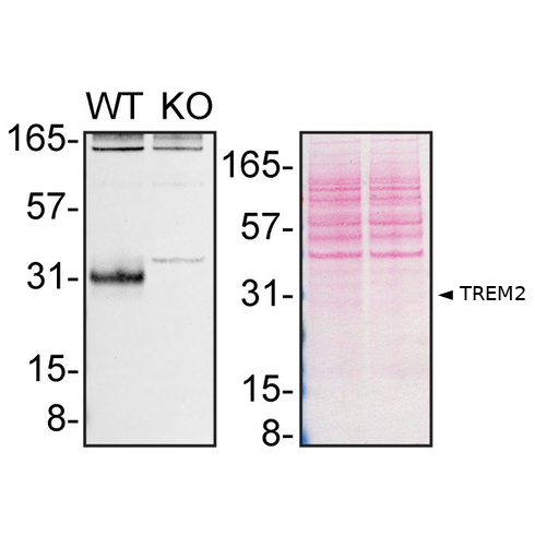 WB Image