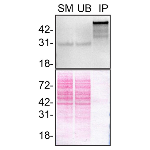 IP Image