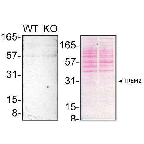 WB Image