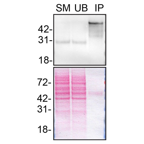 IP Image