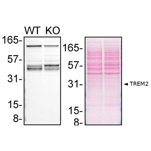 WB Image