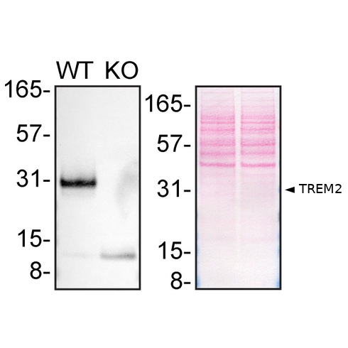 WB Image