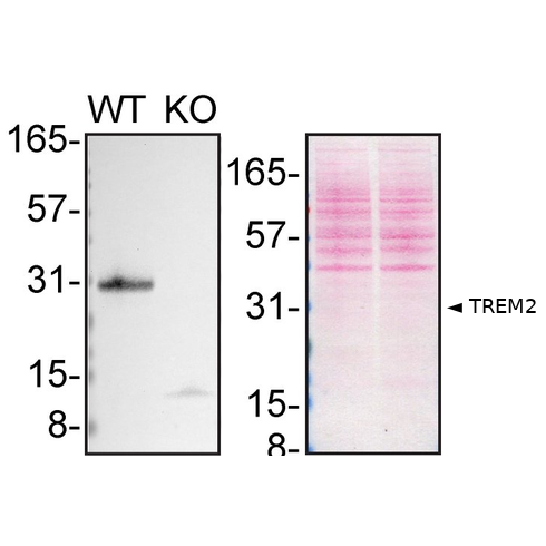 WB Image