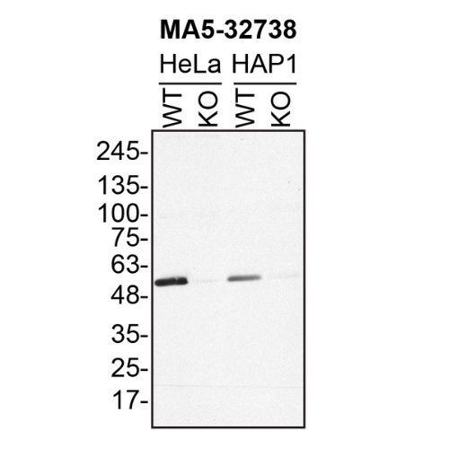 WB Image