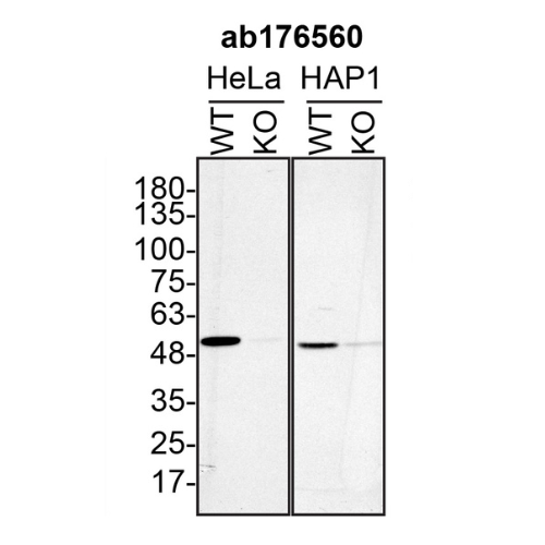 WB Image