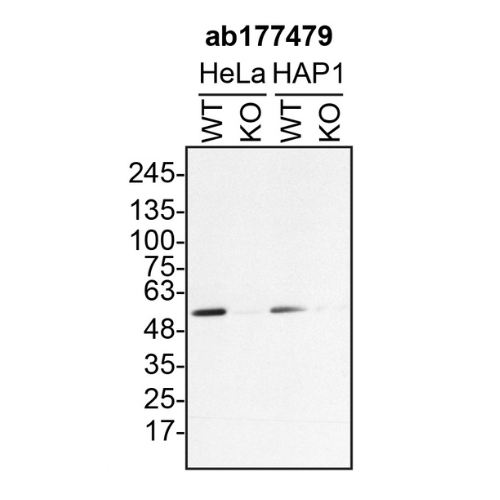 WB Image