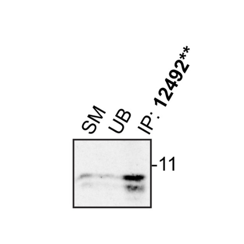 IP Image
