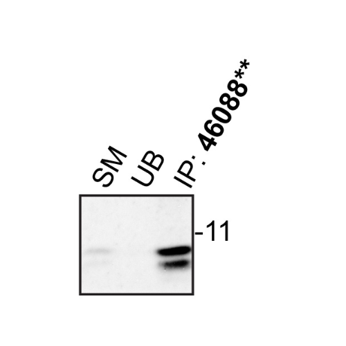 IP Image
