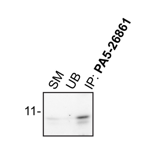 IP Image