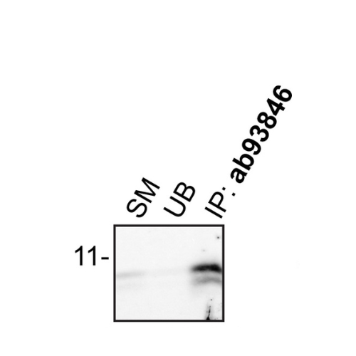 IP Image