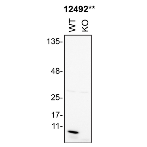 WB Image