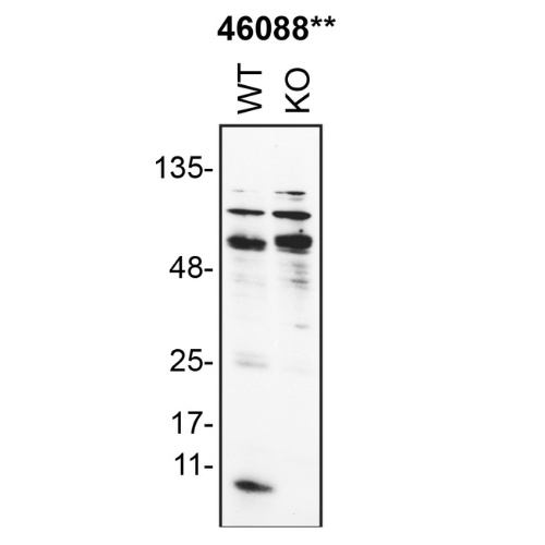 WB Image
