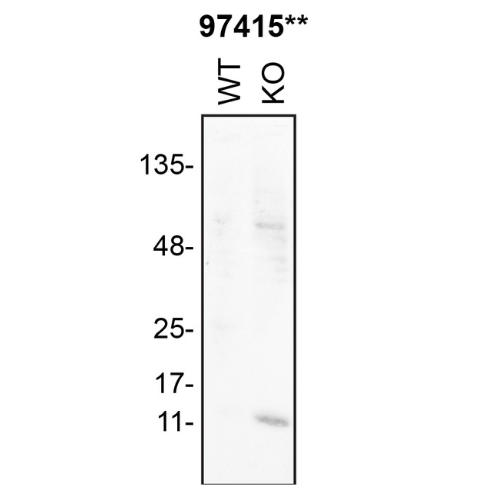 WB Image